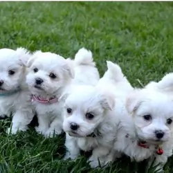 Beautiful Playful Maltese Puppies