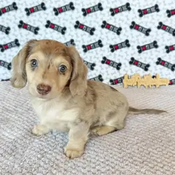 Dachshund Puppies Loving Puppies