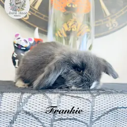 European Teddywidder bunnies