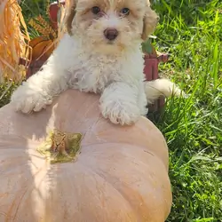Maltipoo puppies