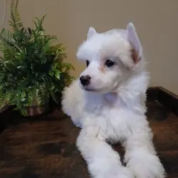Milo