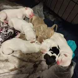Pit bull pups