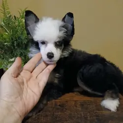 Dolly