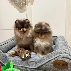 Pomeranian Puppies (+14502319792)