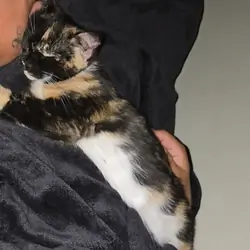 16 week old female tortico cat