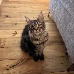 Ready now Pure breed Maine coons kittens