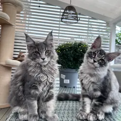 Ready now Pure breed Maine coons kittens