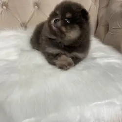 ✨ RARE POMERANIAN BOY ✨