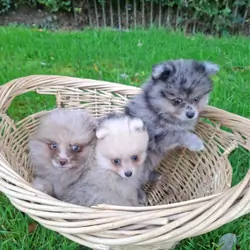 Registered Pomeranian Puppies