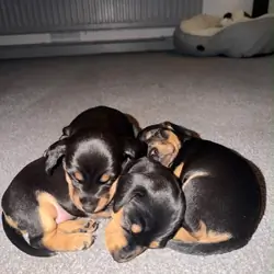 Miniature dachshunds for rehoming