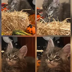 Maine coon kittens