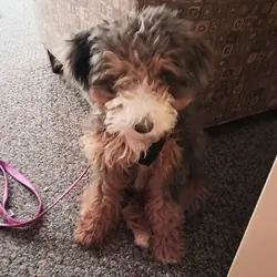 3 1/2 month old Female, Bernedoodle
