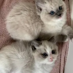 Ragdoll Kittens Ready