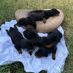 European Doberman Puppies