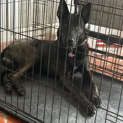 Belgian Malinois