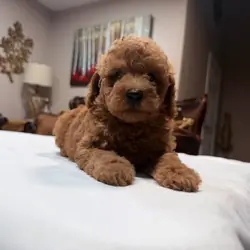 Mini golden doodle Puppies