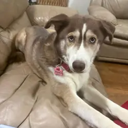 Husky mix