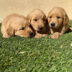 GOLDEN RETRIEVER MALES AND FEMALES PUPPIES