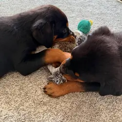 German Rottweiler boy and girl Puppies