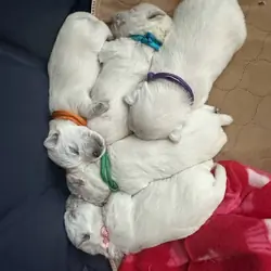 Westie Terrier Puppies