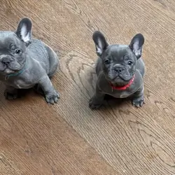 French Bulldog puppies