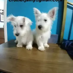West highland terrier puppies