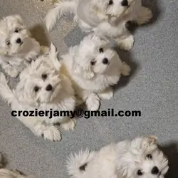 Beautiful full breed Maltese puppies