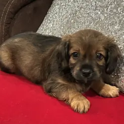 cocker spaniel mix puppy
