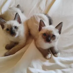 Siamese kittens