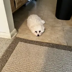Bichon frise puppy