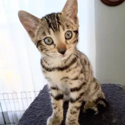 Bengal kitten