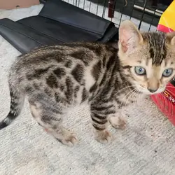 Bengal kitten  boy