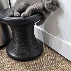 Scottish fold kitten