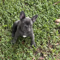 French bulldogs