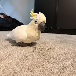 Cockatoo
