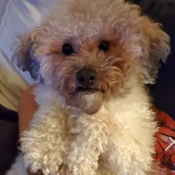 Shihpoo