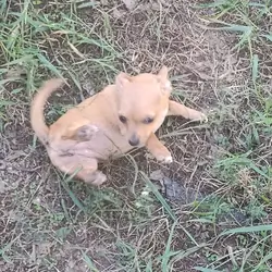 Sandie - NE Oklahoma - Female