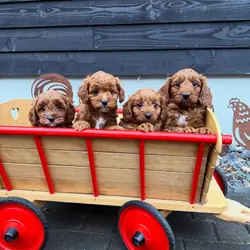 Beautiful Cavapoo pups ready for new homes
