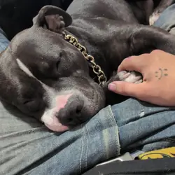 Red/blue and razor pit