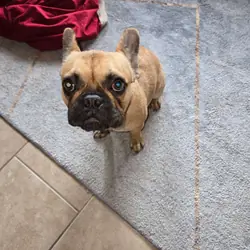 Female Frenchie - rehome