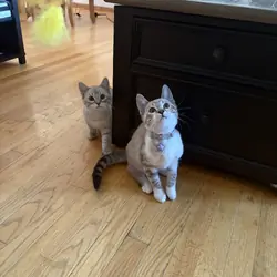 Ragdoll/Bengal Mix
