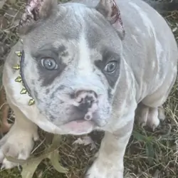 12 Week Old Female Puppy