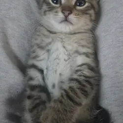 Tabby tiger kittens