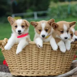 Pembroke Welsh Corgi AKC Puppies Ready