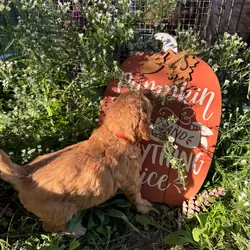 Huggy Bear Male Golden Cavadoodle