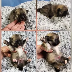 Pomeranian