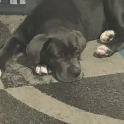 Cane corso pups