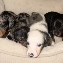 Dachshund puppies, ready to go to forever home