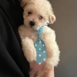 Maltipoo (Maltese/Toy Poodle)