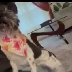 Miniature schnauzer (Zuri)